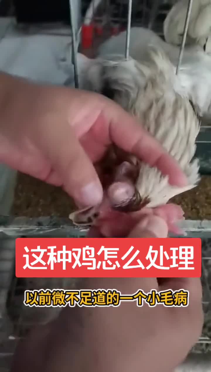 这种鸡怎么处理