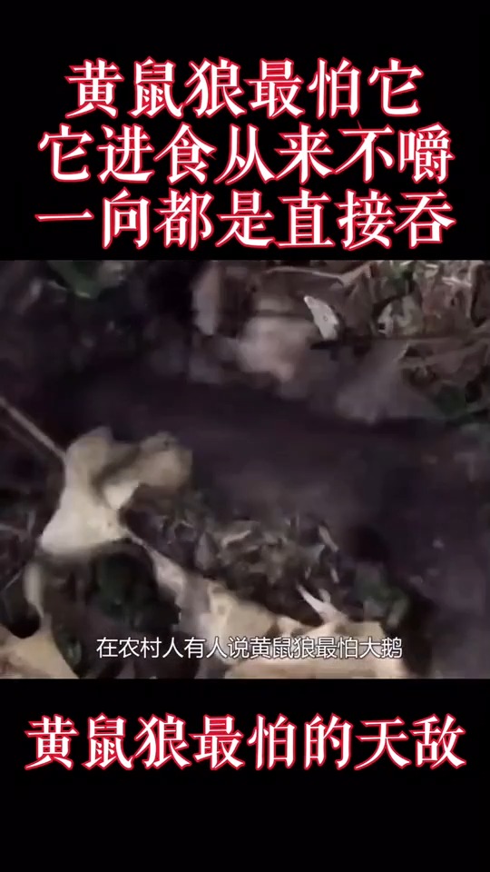 黄鼠狼怕大鹅花样百出乐事一下