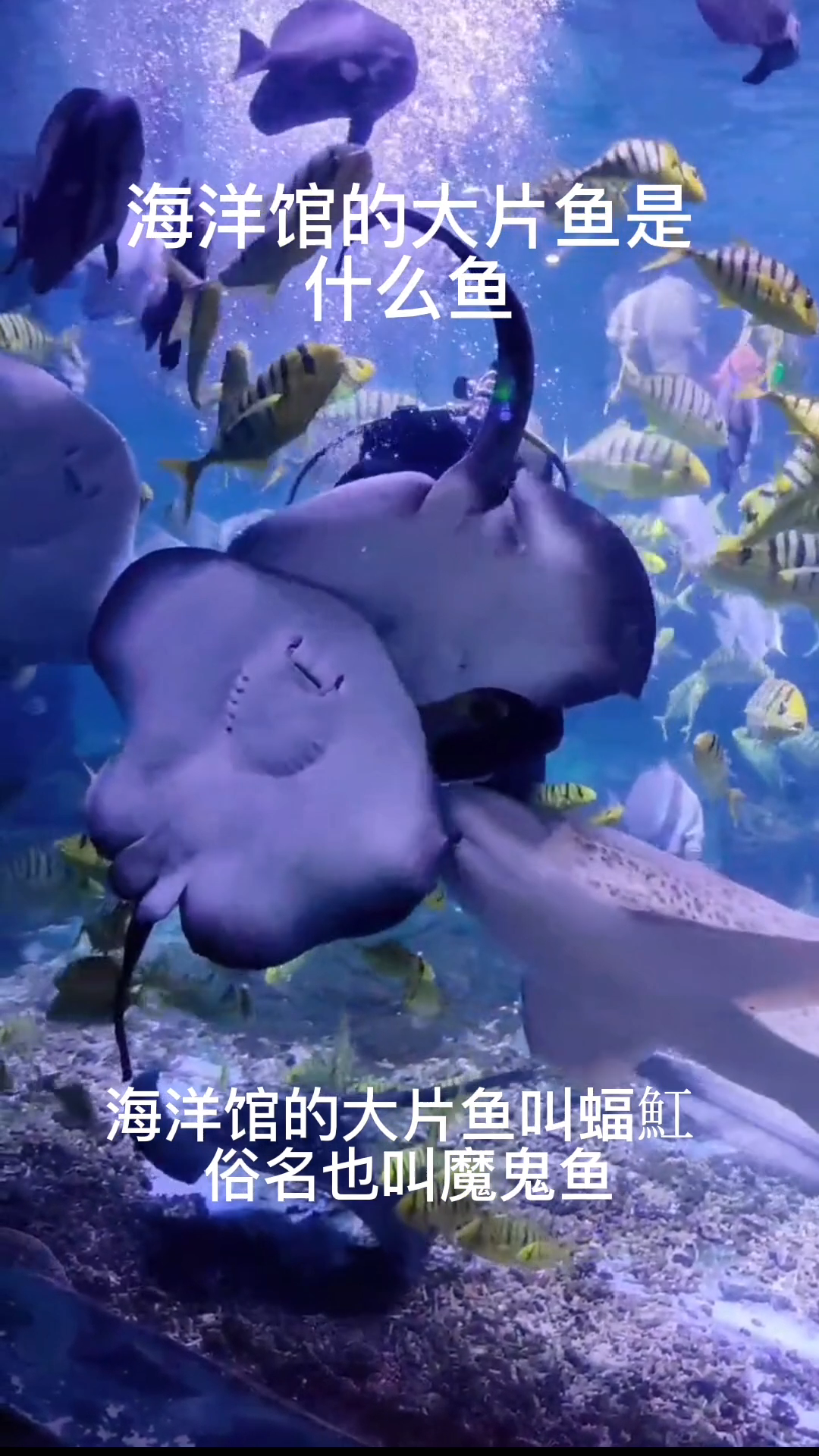海洋馆的大片鱼是什么鱼