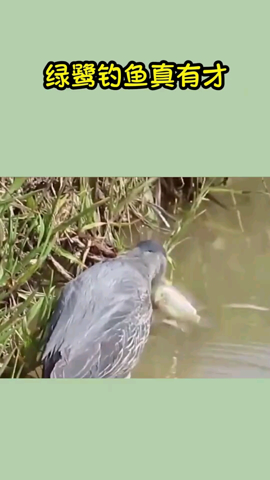 聪明的鸟会钓鱼,有鱼吃