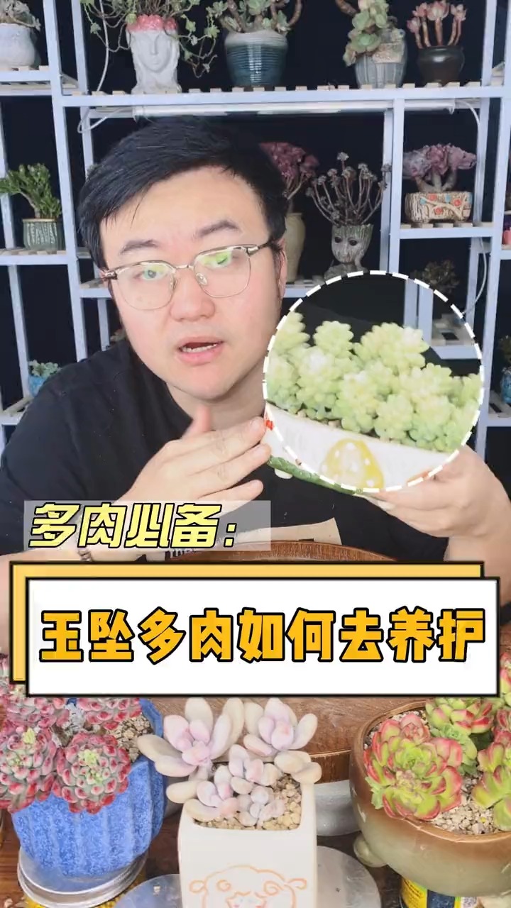 多肉玉坠该如何养护呢?这个视频告诉你,学会的点赞收藏#多肉#多肉植物#
