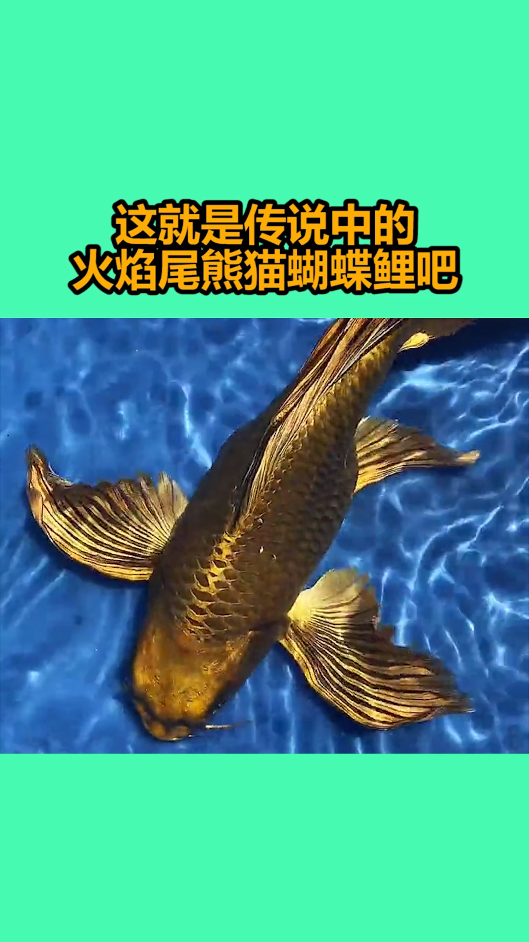 #我要上热门#这就是传说中的火焰尾熊猫蝴蝶鲤吧?