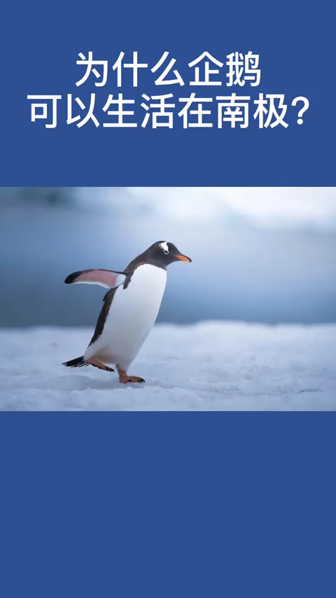 企鹅生活在哪个极