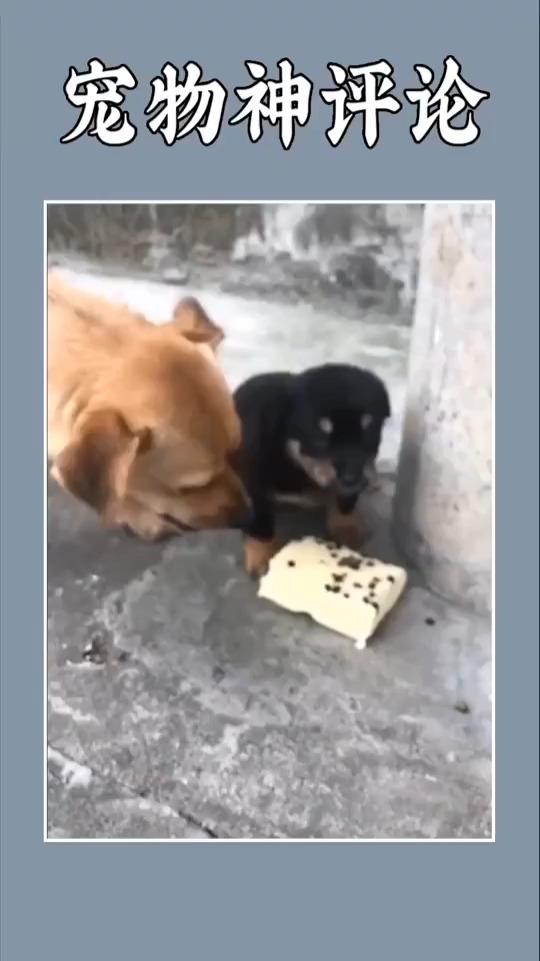 #搞笑视频#可怜的小黑狗没有蛋糕吃