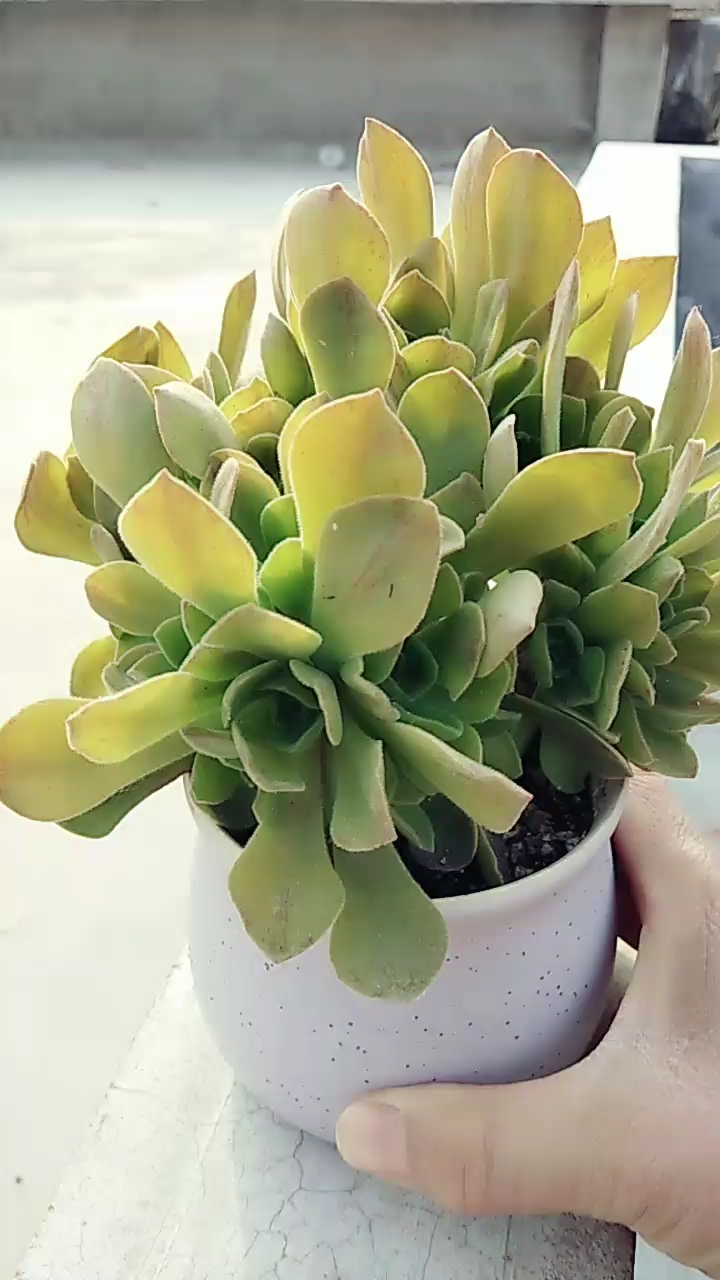 冰绒法师,记录美好,做我自己加油!