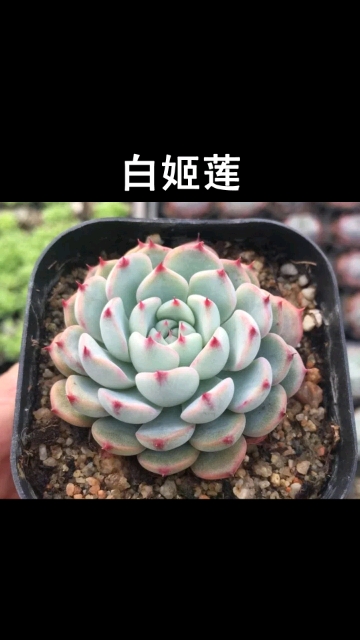 白姬莲