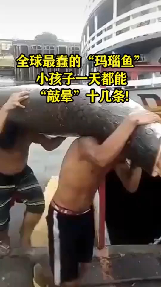 #搞笑视频#全球最蠢的“玛瑙鱼”小孩子一天能“敲晕”十几条!