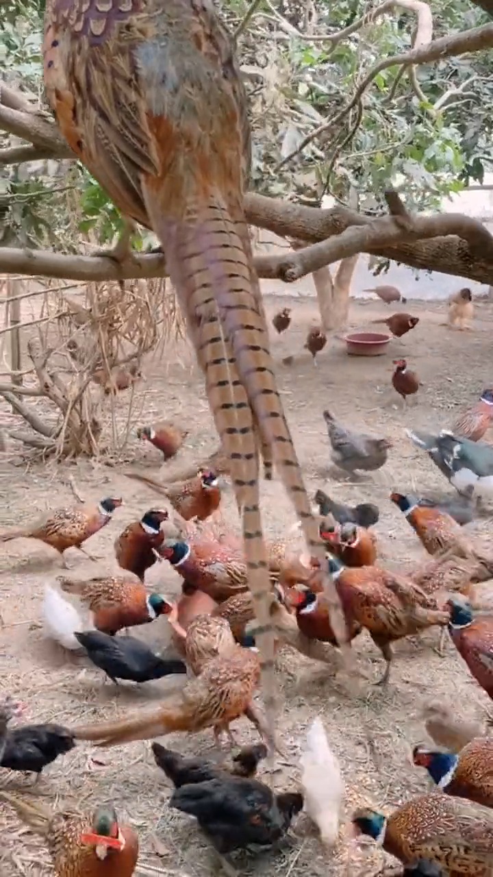 #明星娱乐#山鸡原来长这样啊