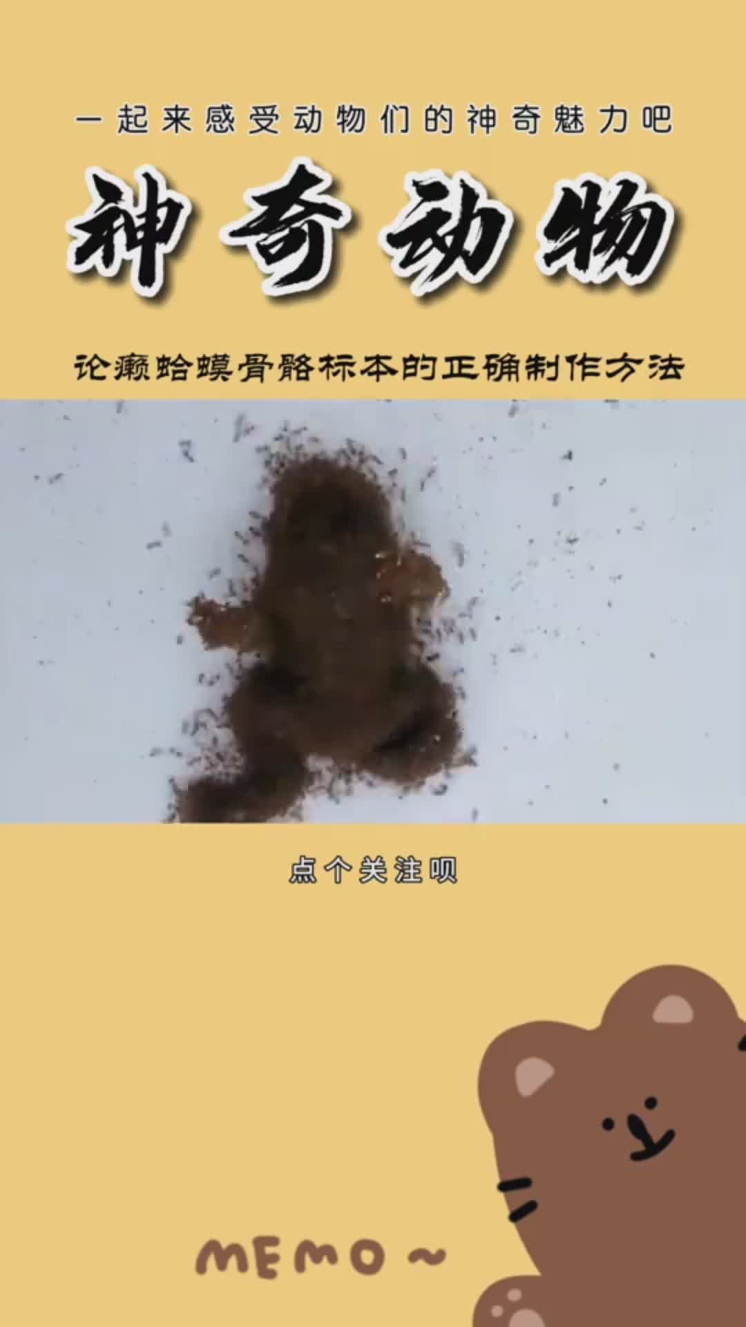#神奇动物在这里#论癞蛤蟆骨骼标本的正确制作方法