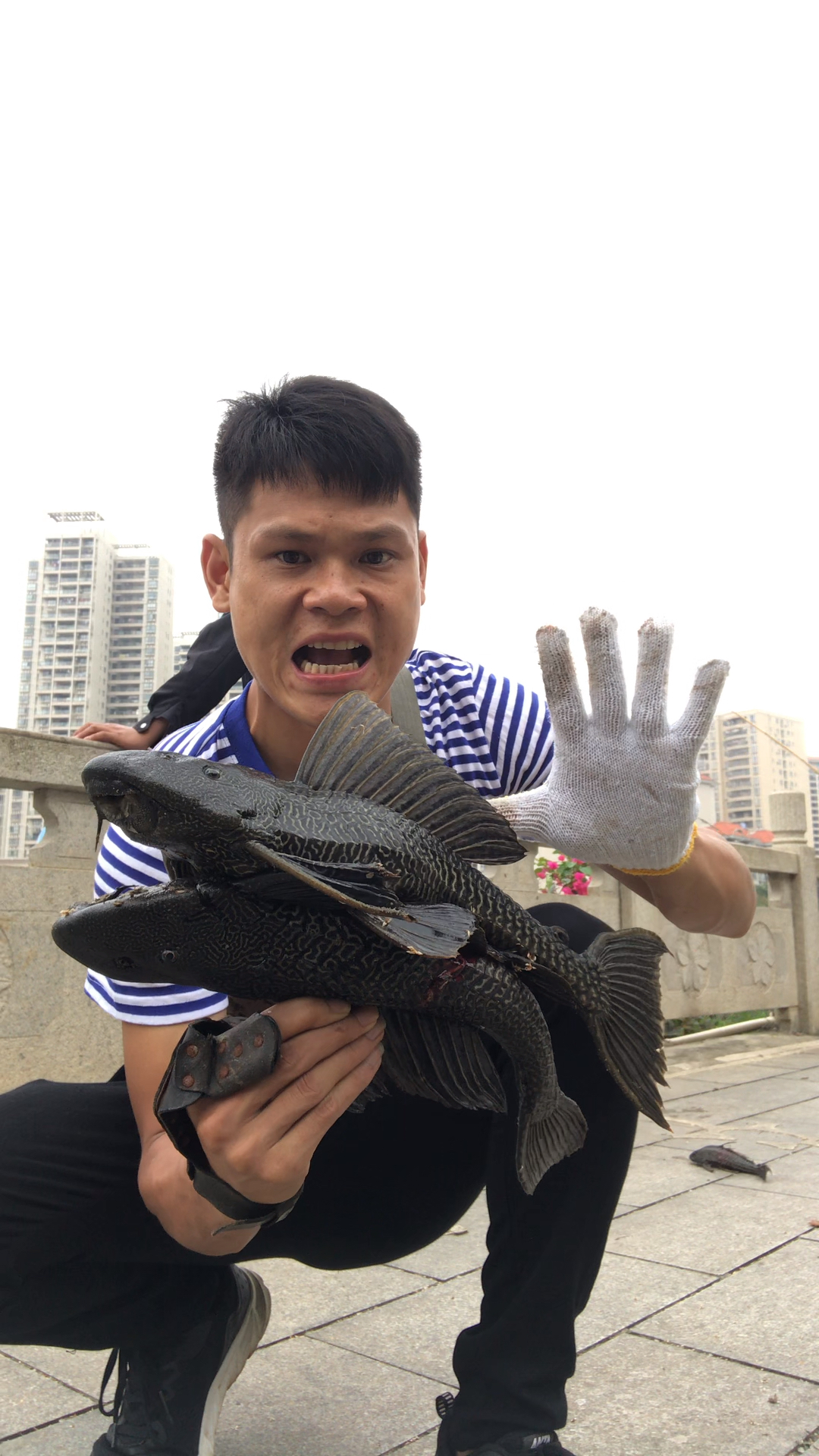 专吃本地鱼料鱼蛋的清道夫,非中国鱼种!