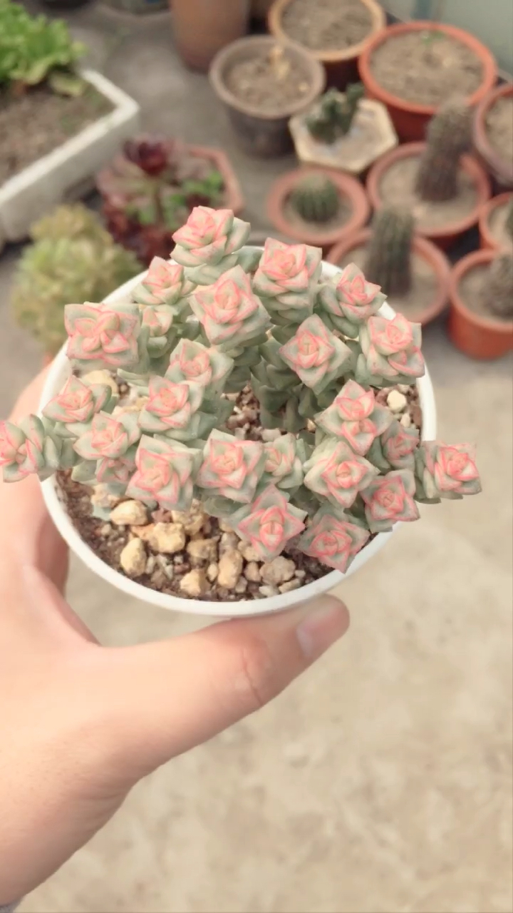 彩色蜡笔,小米星出锦的品种