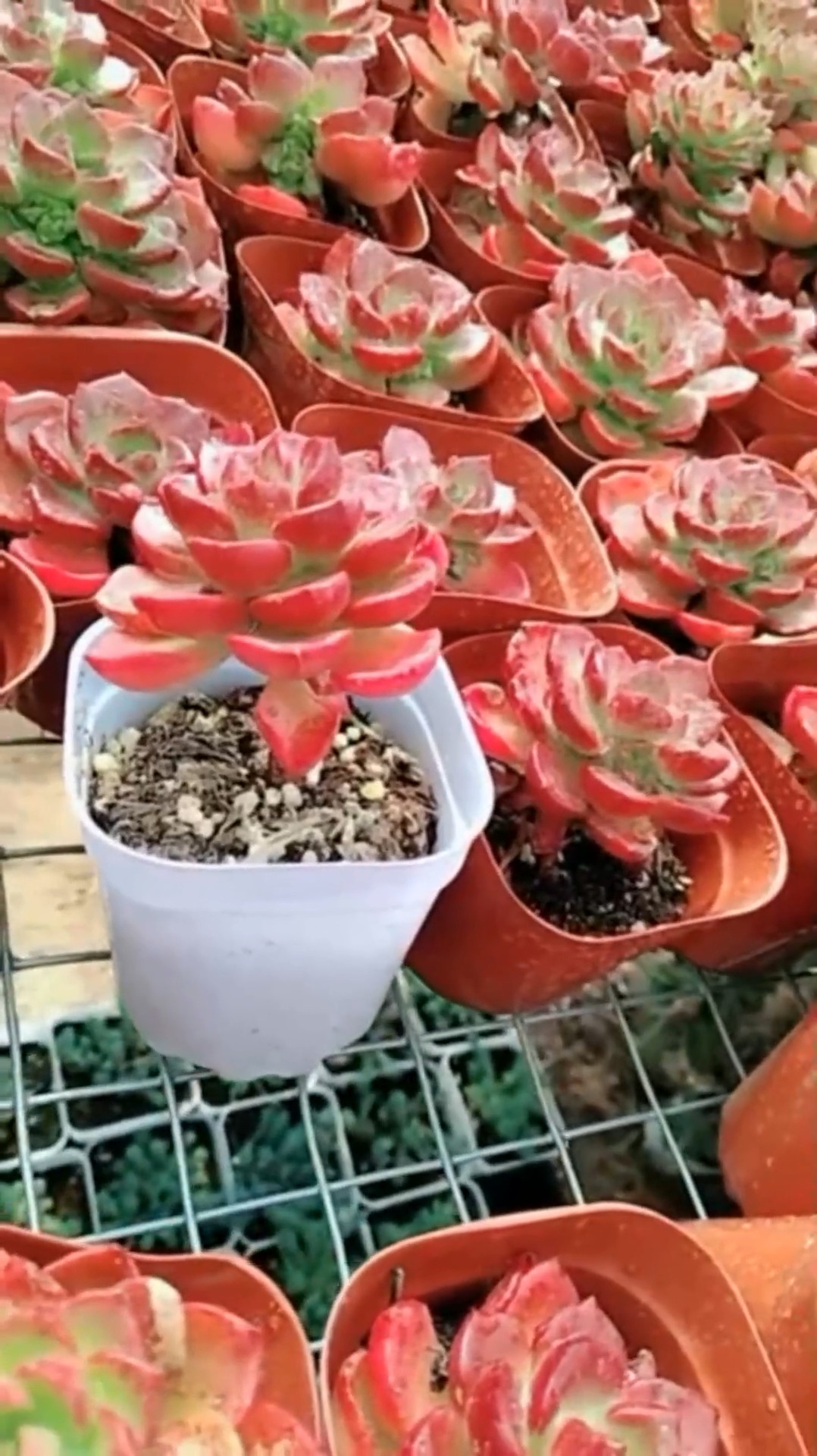 #娱乐#老婆养的多肉植物火焰莲,孤品超级大,是不是很美!