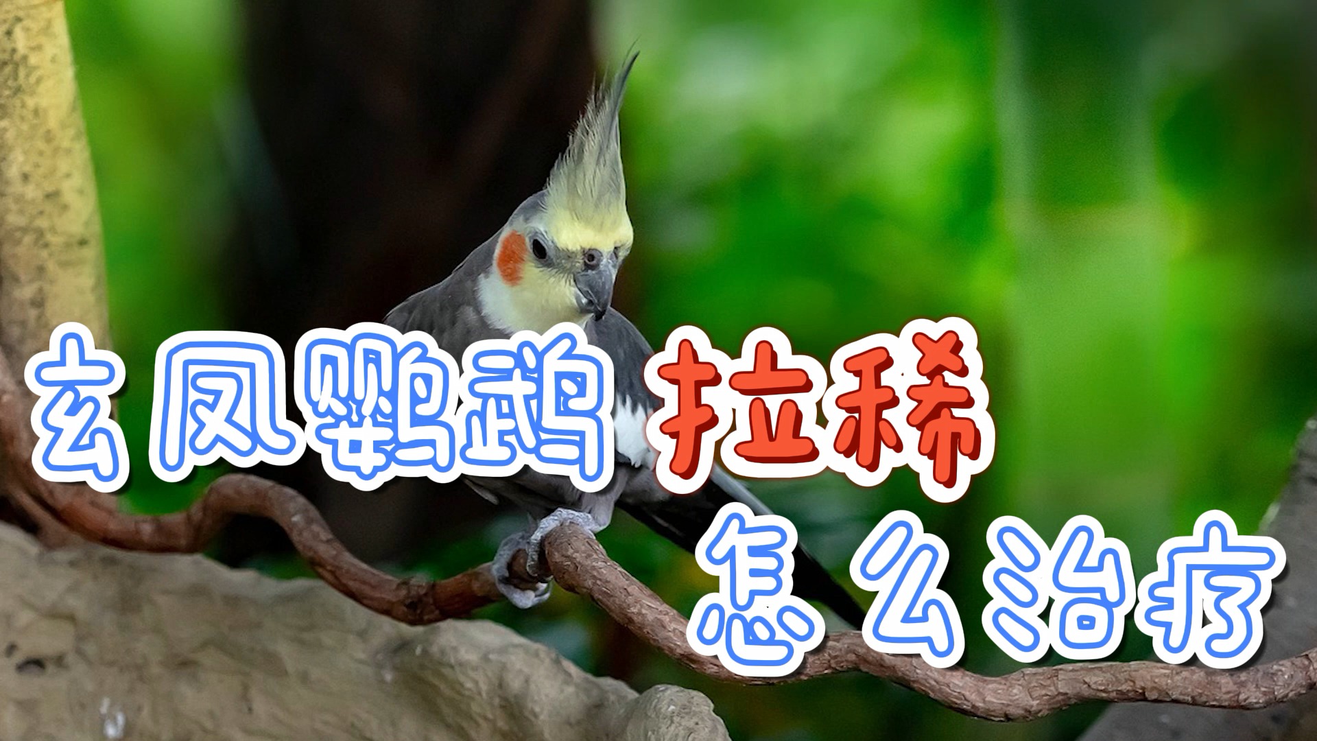 玄凤鹦鹉拉稀怎么治疗