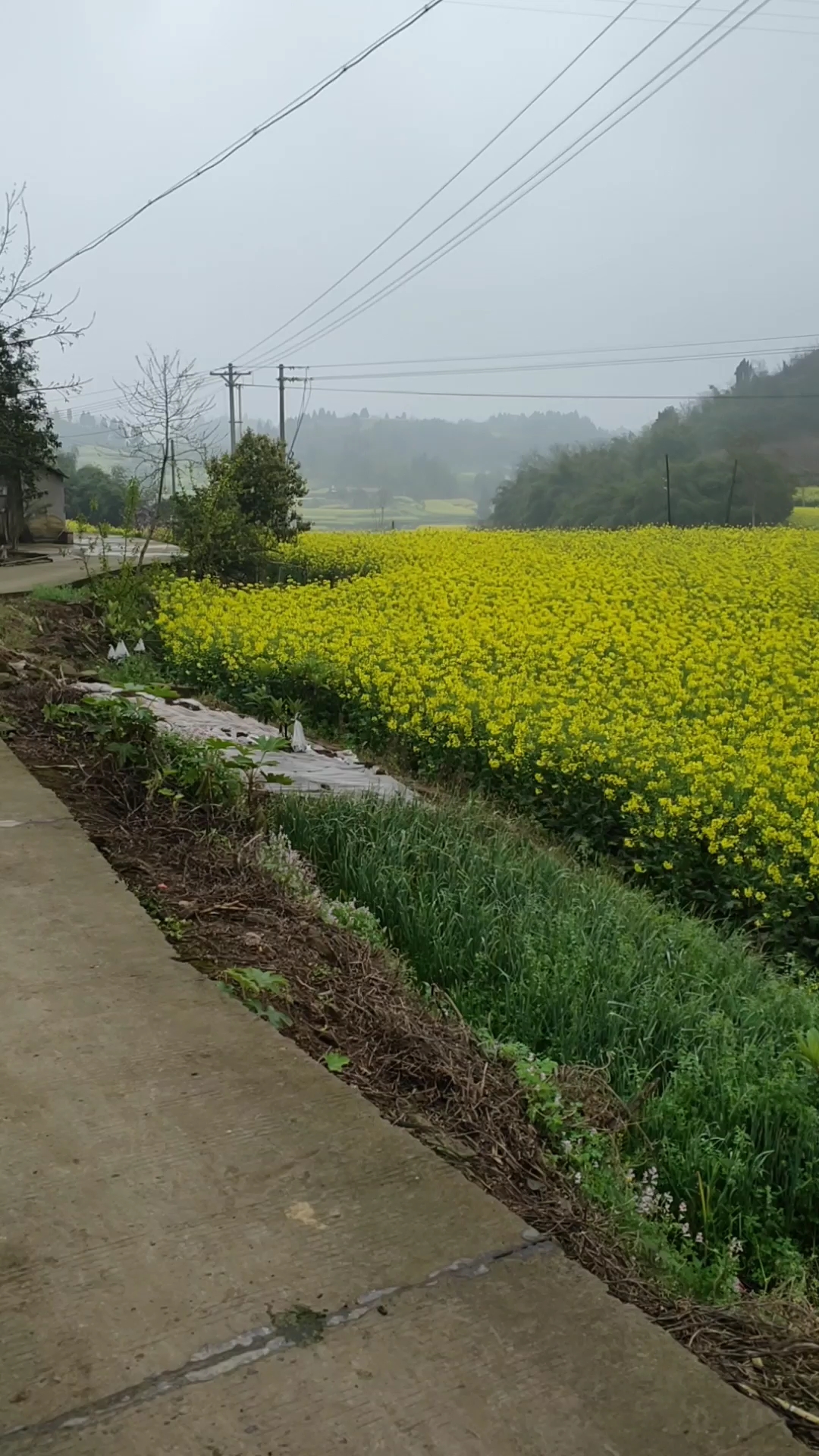 田园风光