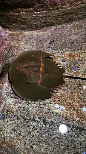 四万年前的活化石,你们见过吗