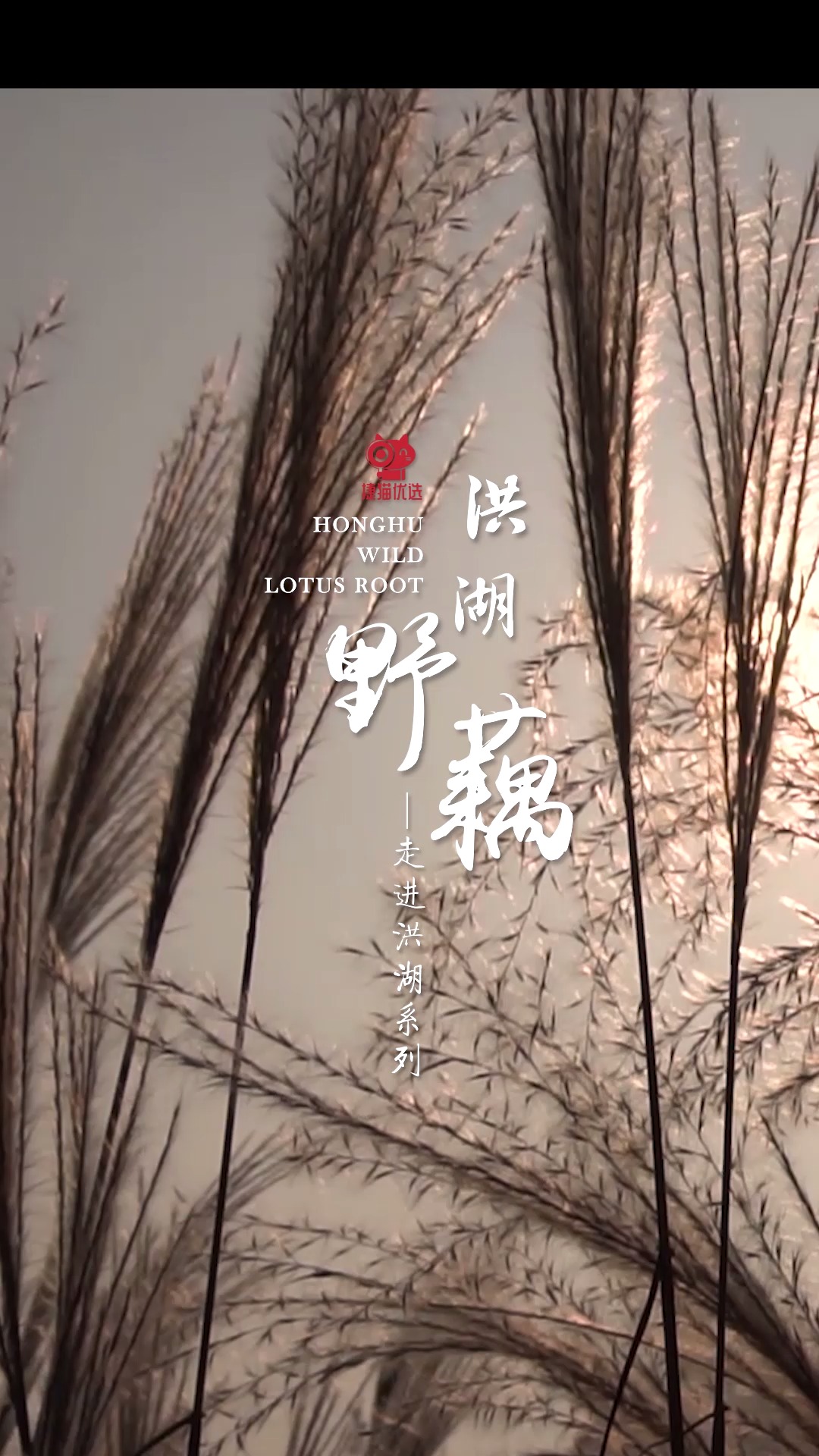 #美食#这里是洪湖,它的另一个名字,叫鱼米之乡。 洪湖野藕,全国农产品地理标志。