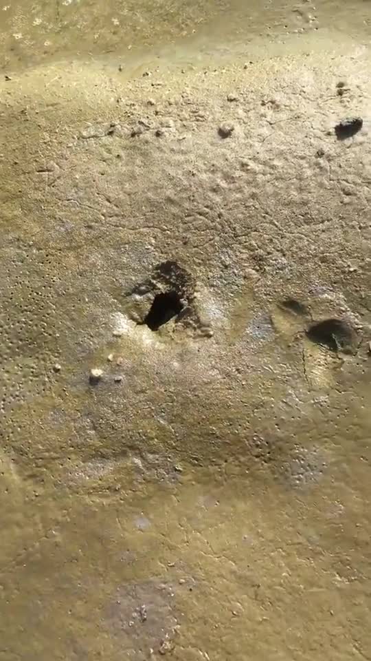 真正的甲鱼鼻子,发现必上货