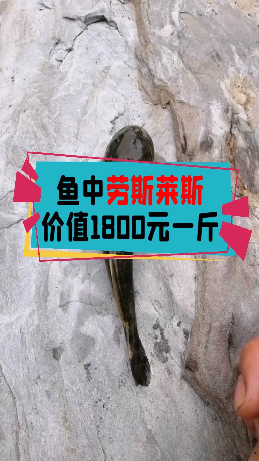 #奇闻趣事抢先看#鱼中劳斯莱斯价值1800元一斤，为什么没人养殖呢？