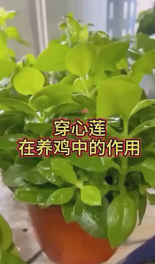 #养鸡人#穿心莲在养鸡中的作用