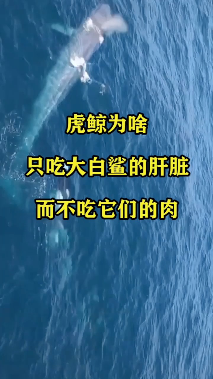 虎鲸为啥只吃大白鲨的肝脏,而不吃它们的肉?