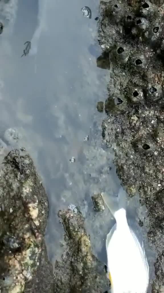 黑翅鱼搁浅了哈哈别人家的鱼