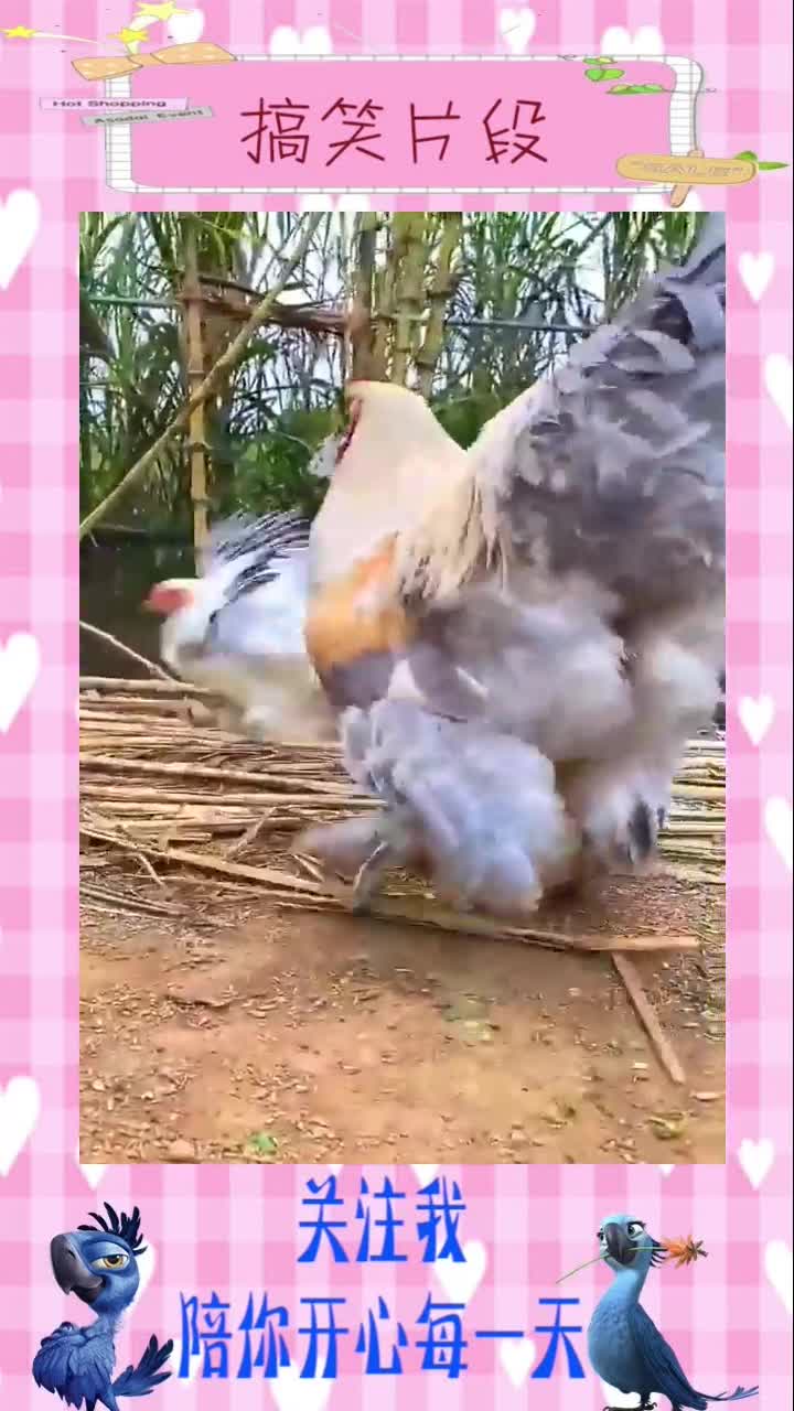 曾经称霸一条街的鸡,如今遇见了它,也被打的连鸡毛都没有了!#搞笑视频#