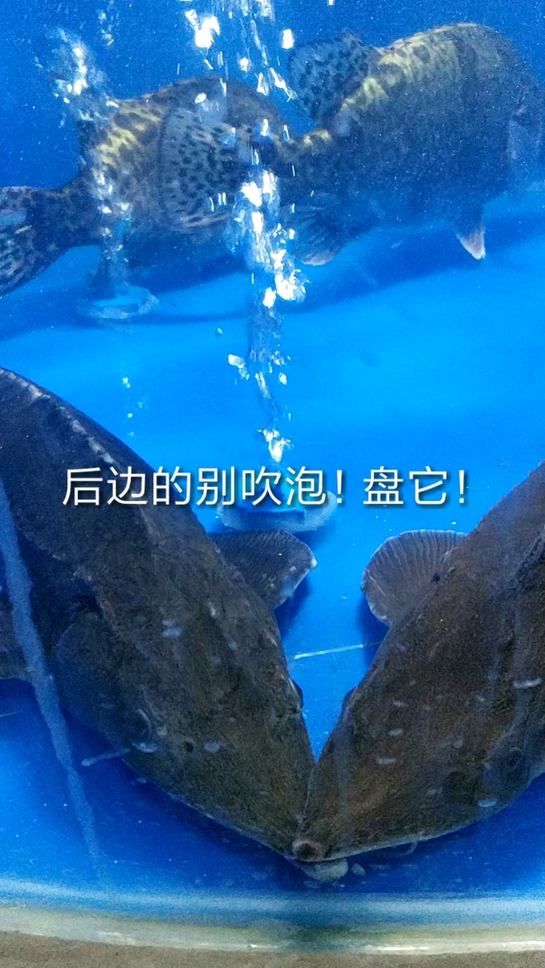 长嘴果然是用来吹泡泡的?