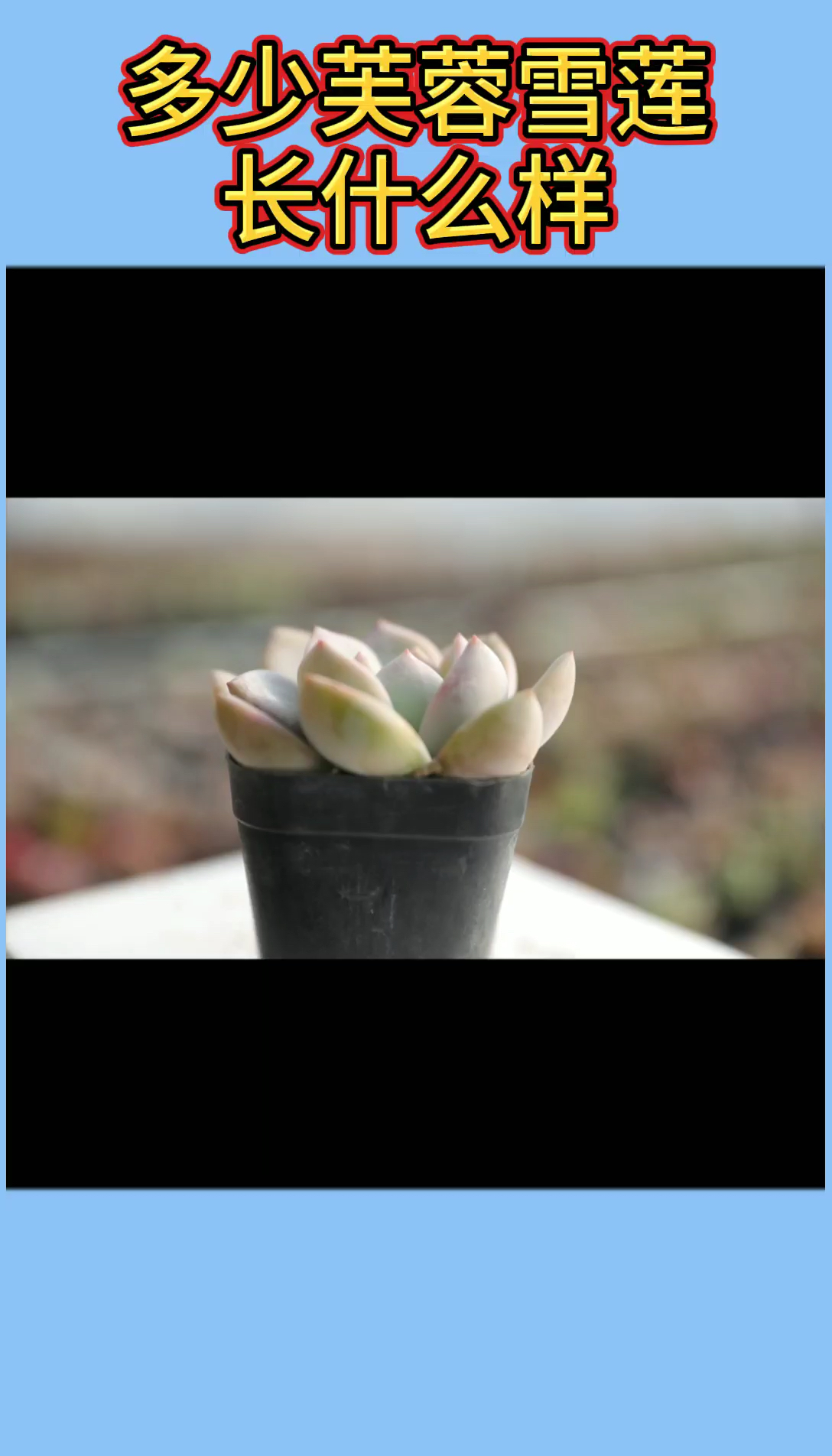 多肉植物芙蓉雪莲长什么样?