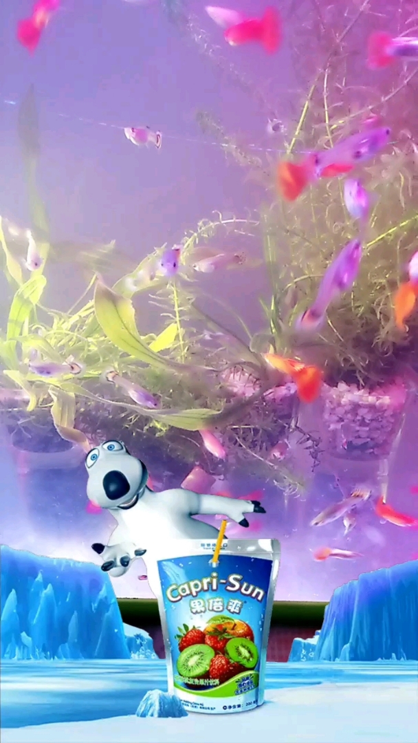 孔雀鱼性情温和,能与温和的中小性型热带鱼混养,平时活泼好动,孔雀鱼的寿命较短