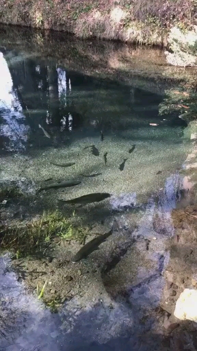 日本河道里的鱼,不吃淡水鱼是来检测水质
