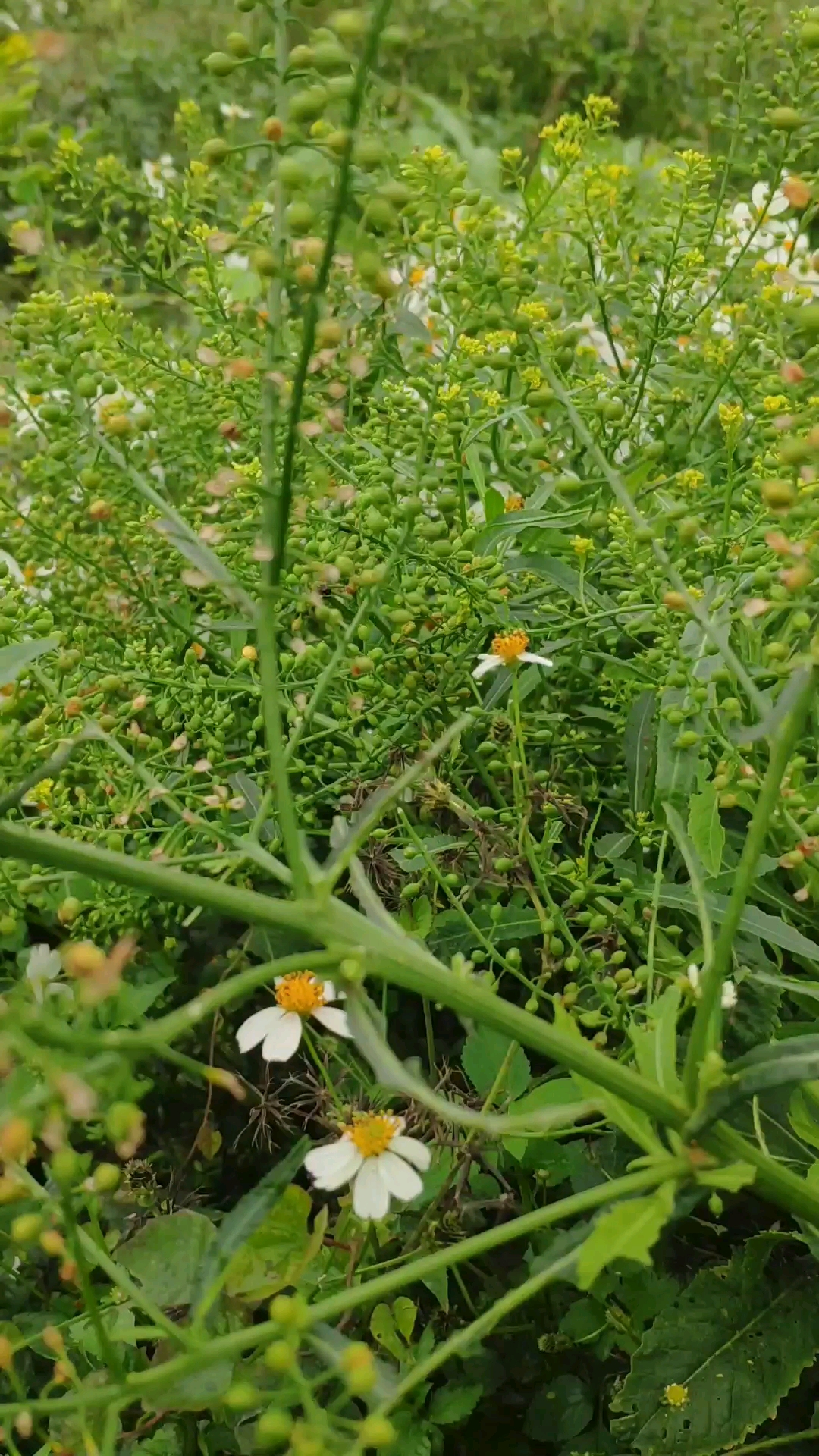 野生的果实,满满的挂满枝头