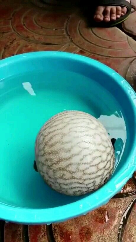 怪怪鱼,我还能说什么呢