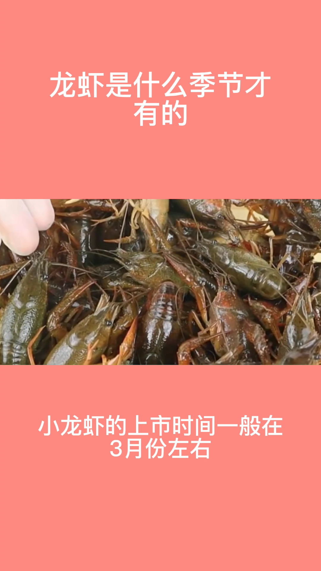 龙虾是什么季节才有的