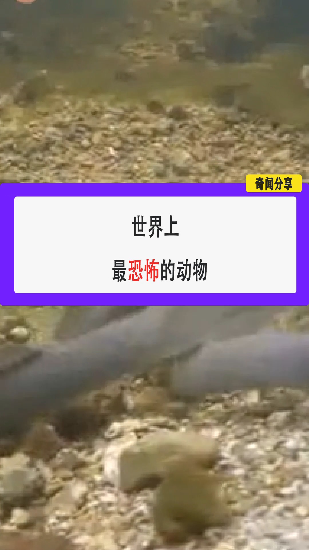 #七鳃鳗#世界上最恐怖的动物