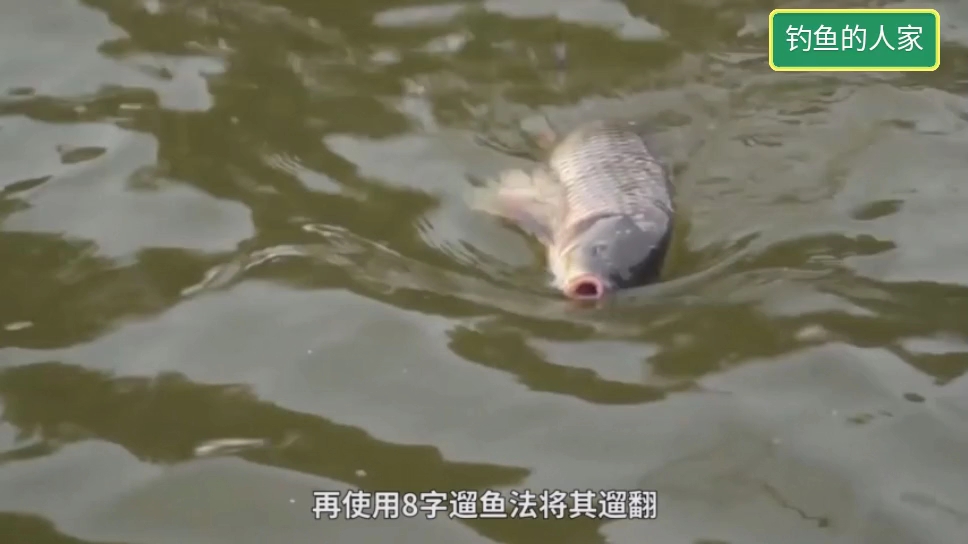 大鱼中钩后控鱼,轻轻绷紧鱼竿,使用8字遛鱼方法把鱼钓上岸
