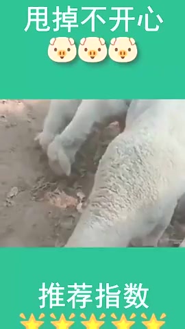 #搞笑段子#没想到牧羊犬也有这么皮的时候,小羊在吃草,牧羊犬上来就是一脚