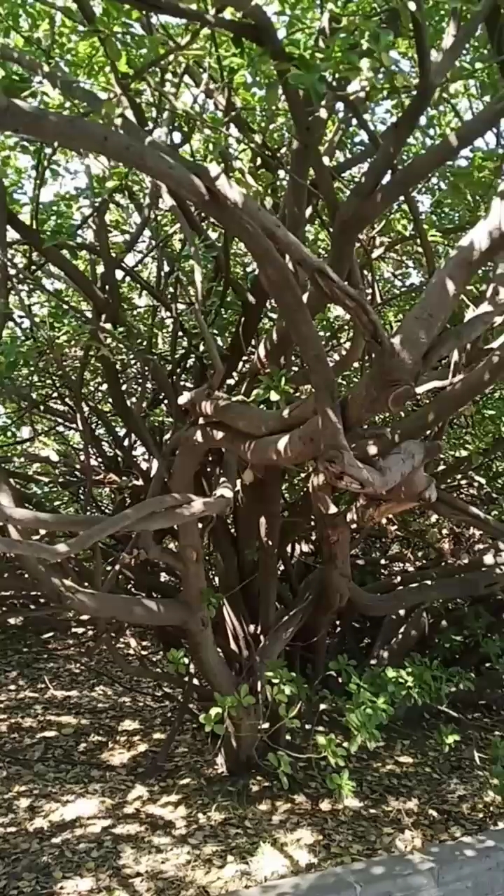树藤枝缠绕,美美哒!