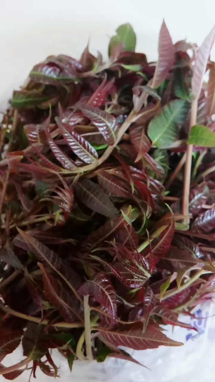 功效:健脾开胃,利尿解毒,保健美容。忌:慢性疾病患者、阴虚体热者、过敏体质人群