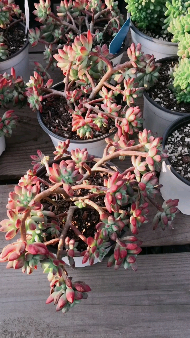 红旗儿小老桩,红起来不得了!