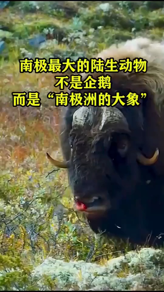 南极最大的陆生动物不是企鹅,而是“南极洲的大象”