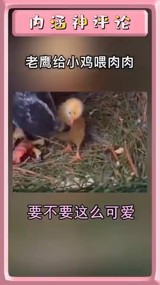 一个愿意喂一个敢吃哈哈哈