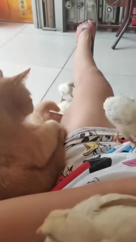 二筒小时候就厉害,长大了也是大公鸡中的老大,唯独最听我的话