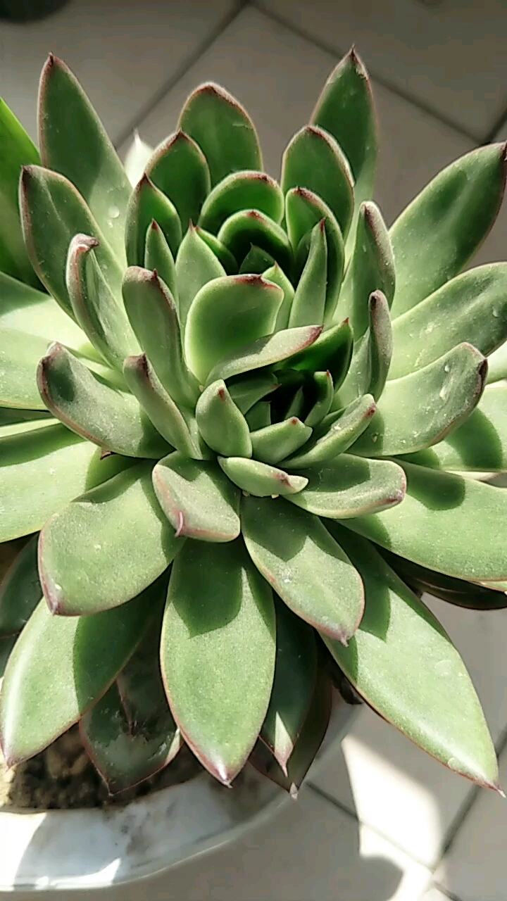 多肉长出两个花心儿