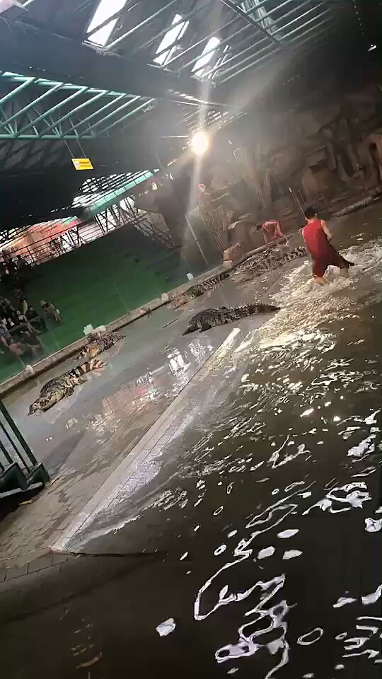 人与鳄鱼大战 Crocodile Show