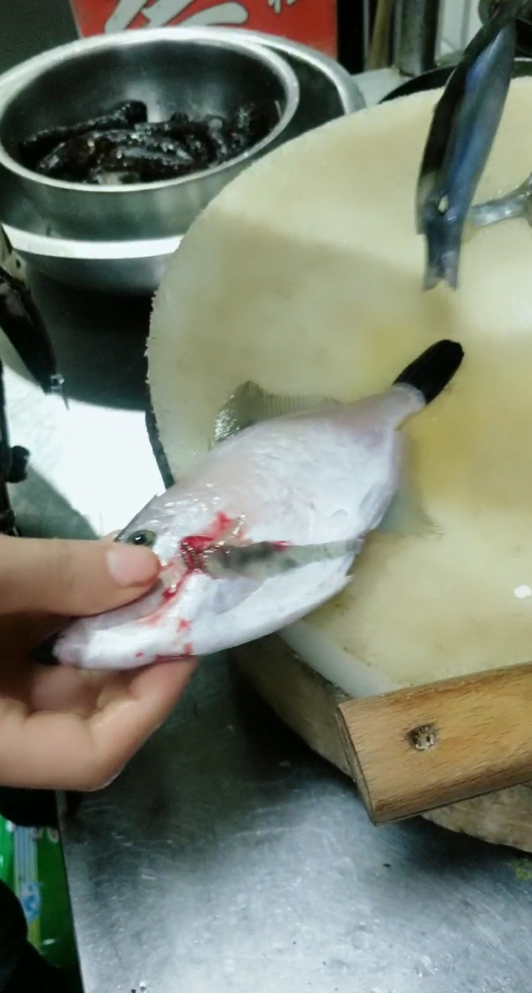 皮匠鱼扒开了