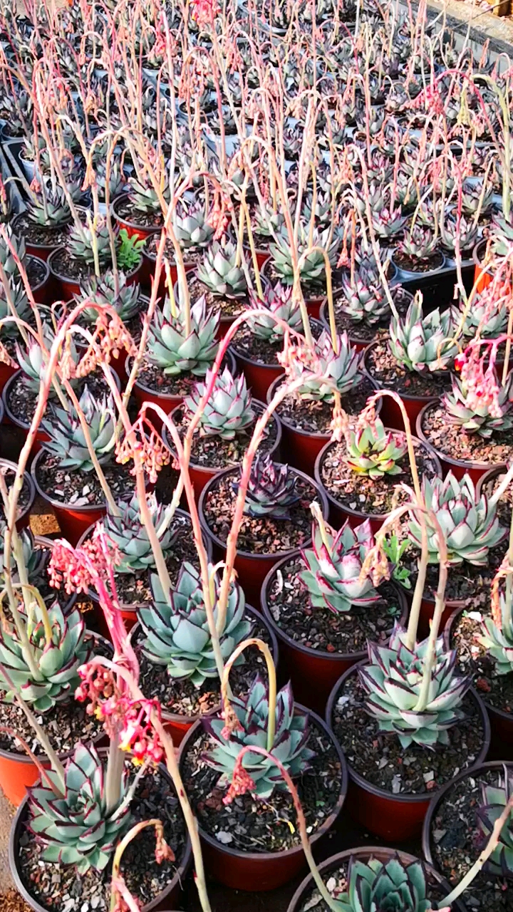 #有一种可爱叫多肉!#乌木开花的样子,你被这花海惊艳到了吗?