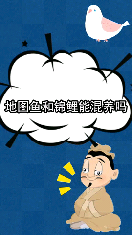 地图鱼和锦鲤能混养吗