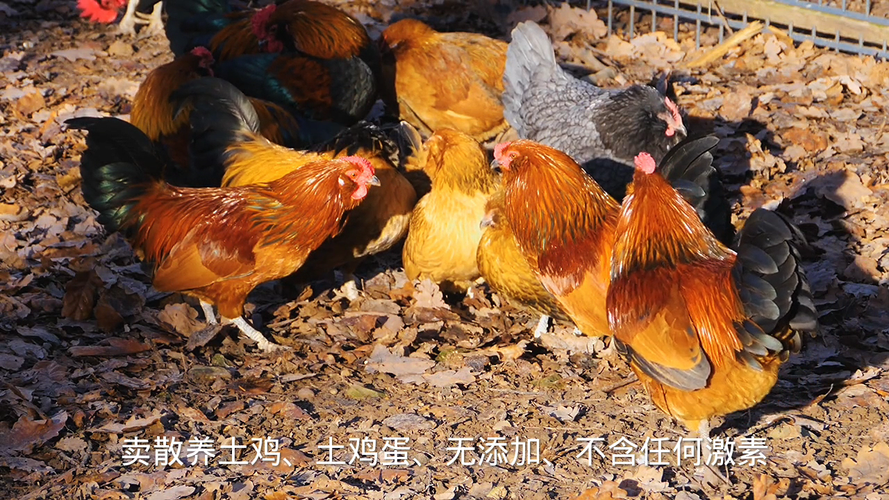 卖土鸡发朋友圈怎么写?