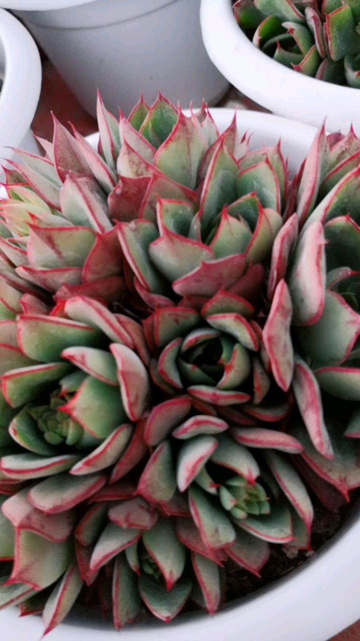 群生央金,状态只出一半就已经很漂亮了!