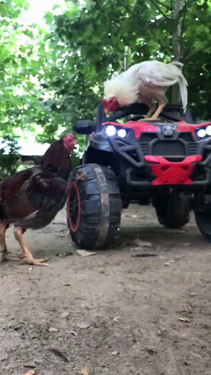 黑白两道